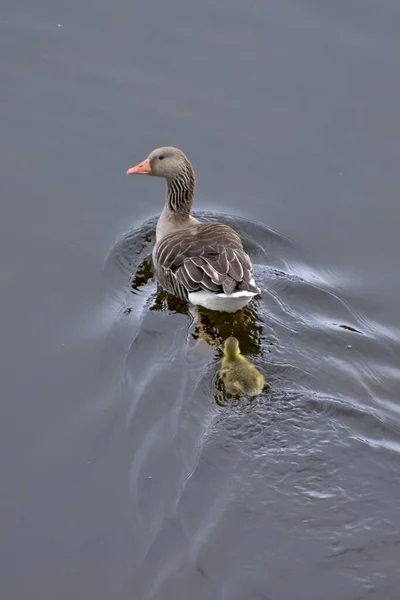 Ente Mit Jungem Gelbbraunem Entlein Schwimmt Auf Dem Wasser — Stockfoto