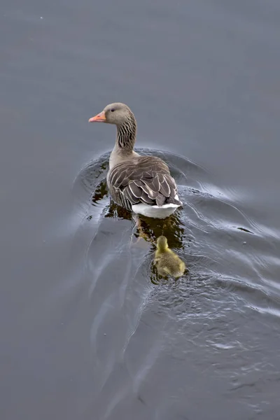 Eend Met Jong Geel Bruin Eendje Zwemmen Het Water — Stockfoto