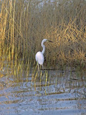 Sağa bakan büyük balıkçıl, gün batımının sarı ışıklarında gölün gölgelerinde, bir bahar akşamı sarı sazlıklarda durur.