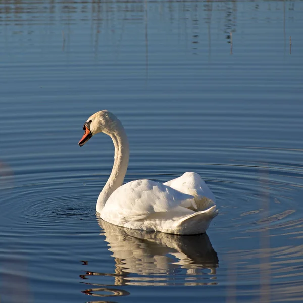 Nahaufnahme Eines Einsamen Weißen Schwans Mit Wassertropfen Körper Rotem Schnabel — Stockfoto