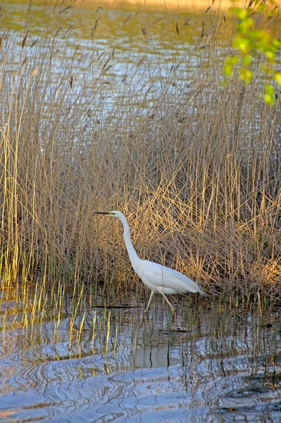 White Great Egret Turned Its Head Left Orange Rays Setting — Stock Photo, Image