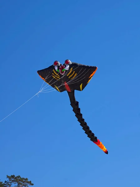 Isolated Black Stingray Kite Flying Blue Sky — Stock Photo, Image