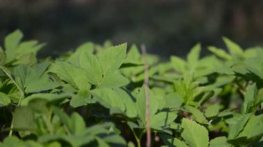 Şu yeşil bitki örtüsü pan