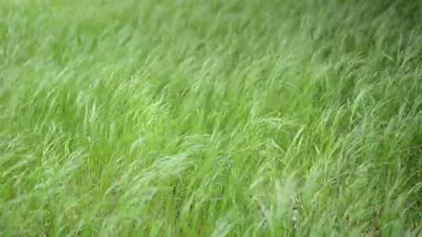 Groen gras wuivende — Stockvideo