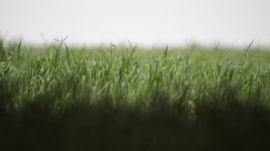 Sallanan genç yeşil çimen