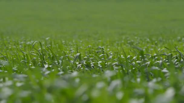 L'erba verde ondeggiante nel vento — Video Stock