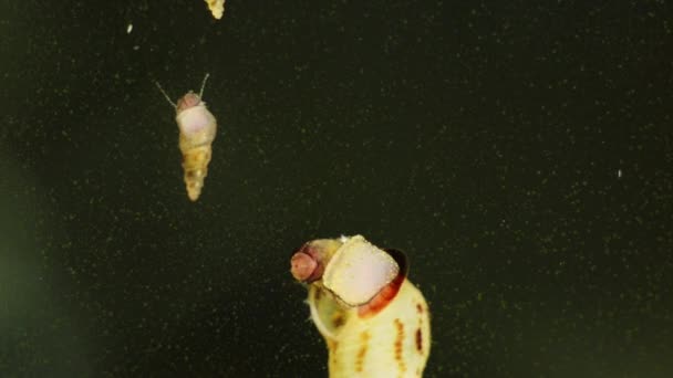 민물 달팽이 Melanoides Tuberculata — 비디오