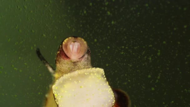 Süßwasserschnecken melanoides tuberculata macro — Stockvideo