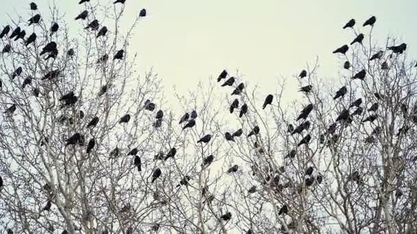 Een zwerm zwarte kraaien zittend op een boom — Stockvideo