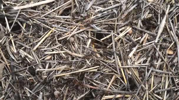 Великий мурах швидко переміщатися по поверхні соломи мурашник — стокове відео