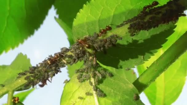 Ants Farming Aphids — Stock Video