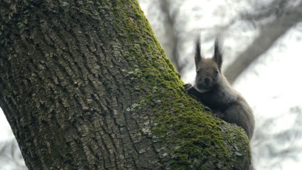 Siyah sincap ağaçta oturuyor. — Stok video