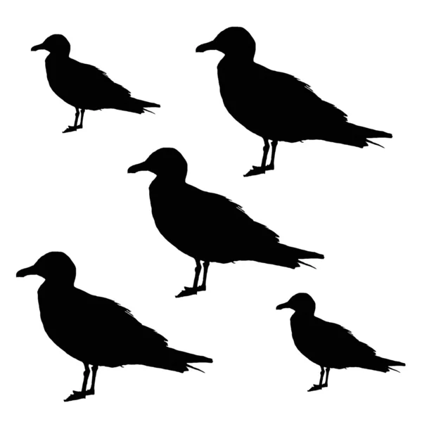 Vector de gaviotas — Vector de stock