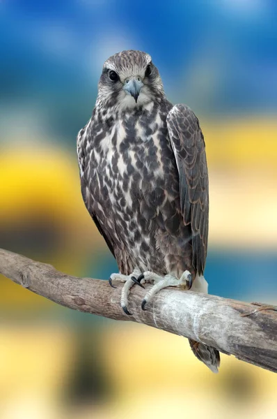 Tailed Hawk Tree — Stock Photo, Image