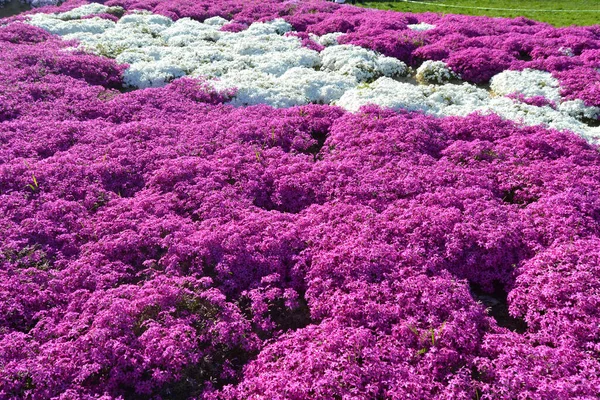 Phlox Flores Primavera Púrpura Textura Fondo — Foto de Stock
