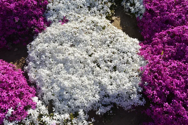 Phlox Pourpre Printemps Fleurs Texture Fond — Photo