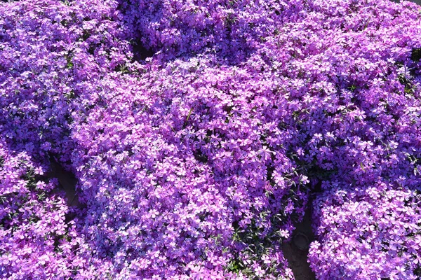 Флокс Фиолетовые Весенние Цветы Текстура Фона — стоковое фото