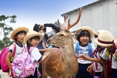 Nara, Japonya - 25 Mayıs 2016: turist ve vahşi geyik Nara üzerinde 25 Mayıs 2016. Geyik Nara şehrin ve ülkenin korunması göksel hayvanlar kabul edilmiştir