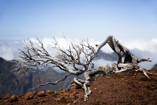 Montañas de la isla de Madeira, Portugal — Foto de Stock