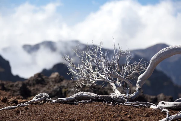 Montañas de la isla de Madeira, Portugal — Foto de Stock