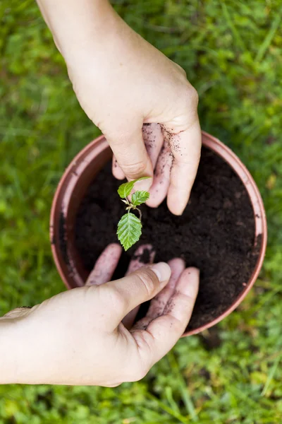 Giardinaggio, piantare l'albero litle in un vaso di fiori — Foto Stock