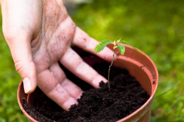 Gardening, planting litle tree in a flower pot — Stock Photo, Image