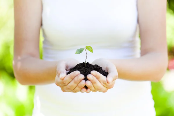 Planta recém-nascida, novo conceito de vida — Fotografia de Stock