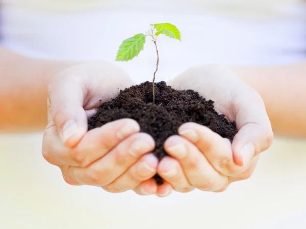 Planta en las manos — Foto de Stock