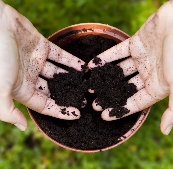 Planting a tree in a flower pot — Stock Photo, Image