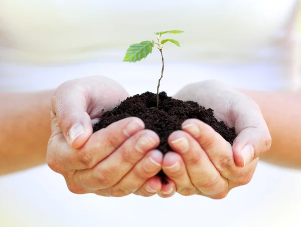 Little plant in hands, gardening concept — Stock Photo, Image