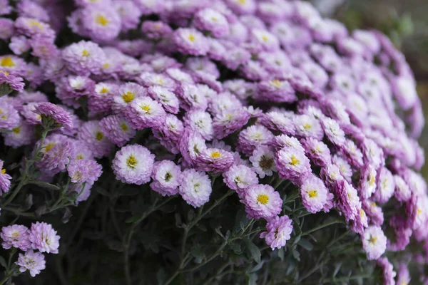Blooming bush of small lilac chrysanthemums in a home flower bed. — Stock Photo, Image