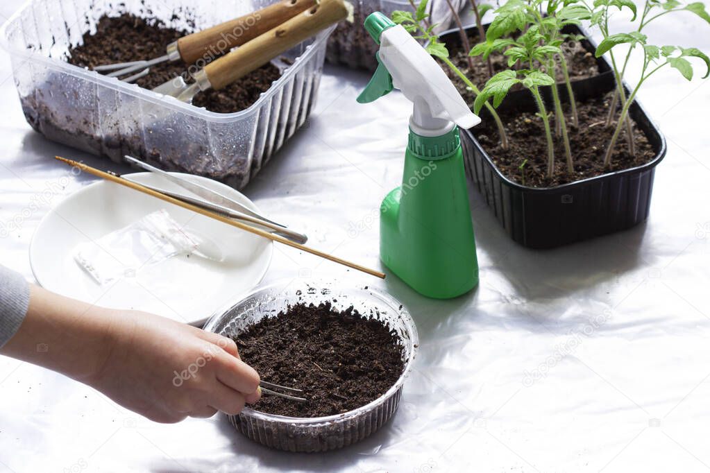 A girl planting seeds in wet soil, trays with seedlings on a light background. Selective focus.
