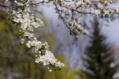 Çiçek açan bir ağacın dalları gökyüzüne karşı. Kiraz eriği çiçekleri.