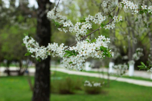 Ramas de un árbol en flor contra el cielo. Flores de ciruela de cereza. — Foto de Stock