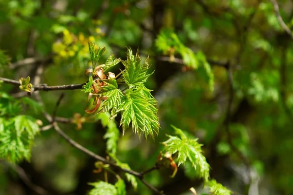 Maple ágak fiatal zöld levelek, megvilágította a nap. — Stock Fotó