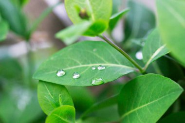 Yağmurdan sonra hanımeli dalları, yapraklara su damlaları.