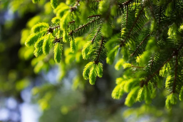 Gran grenar med unga groddar i parken. Ekologiskt begrepp. — Stockfoto