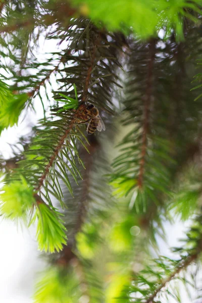 Ramas de abeto con brotes jóvenes, la abeja recoge el néctar. — Foto de Stock