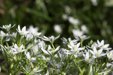 Ornithogalum çok yıllık bir bitkidir, yeşil arka planda beyaz çiçekler..