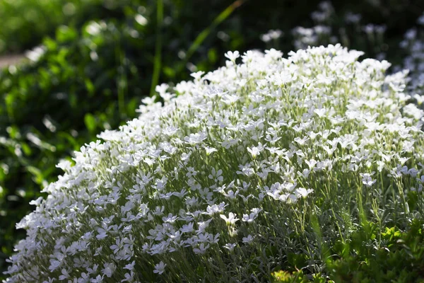 緑の背景に白い花のセラステウム. — ストック写真