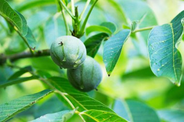 Yeşil kabuklu cevizler ve dallı yapraklar..