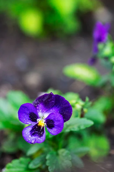 Flores e botões de viola tricolor depois da chuva no fundo de um canteiro de flores. — Fotografia de Stock