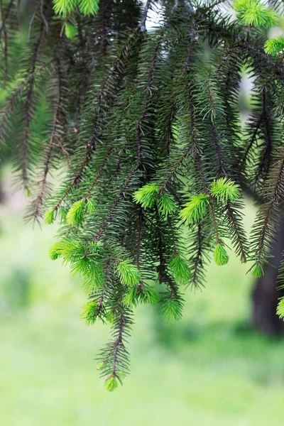 Lucfenyő ágak fiatal hajtásokkal a parkban. Ökológiai koncepció. — Stock Fotó