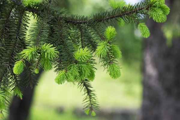 Gran grenar med unga groddar i parken. Ekologiskt begrepp. — Stockfoto