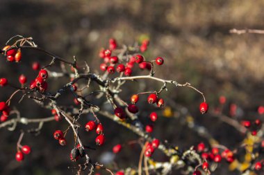 Kızıl dikenli böğürtlenler güneş tarafından aydınlatılıyor. Kuzey Moldova 'da sonbahar ormanı. Seçici odak.