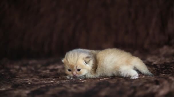 Recién nacido gatito británico oro — Vídeo de stock