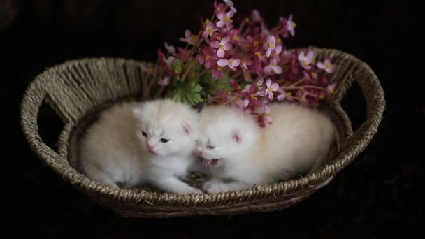 Two young  kittens play together — Stock Video