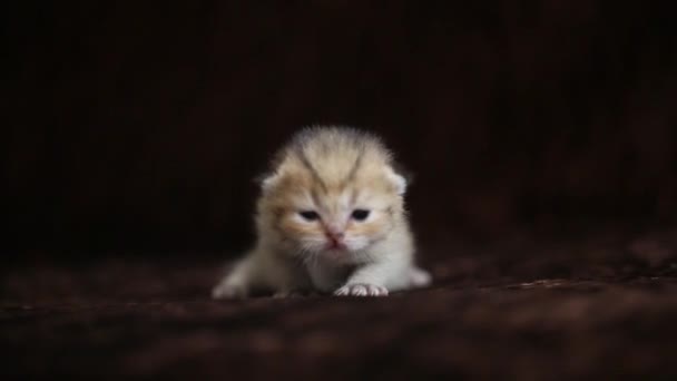 Birlikte iki genç yavru kedi oyun — Stok video