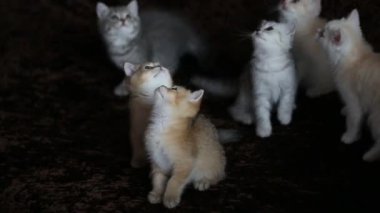 birlikte iki genç yavru kedi oyun