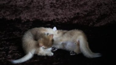 birlikte iki genç yavru kedi oyun